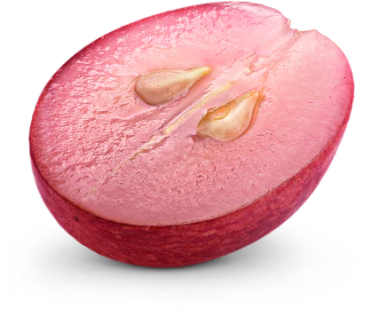 VINIA Grapes Stage 1